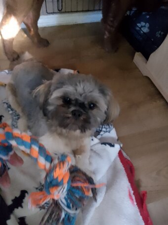 Gorgeous shihtzhu puppy