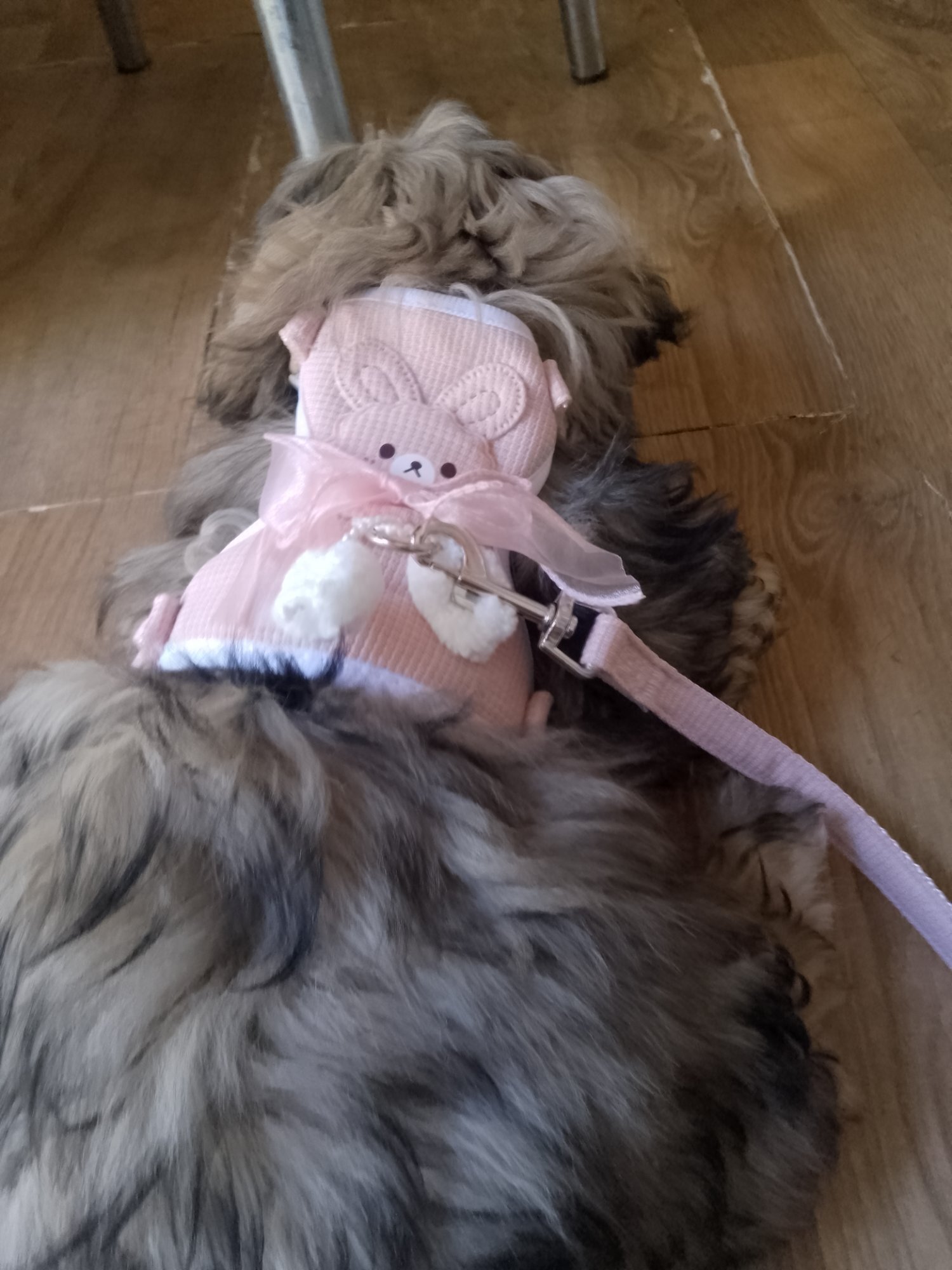 Shih Tzu