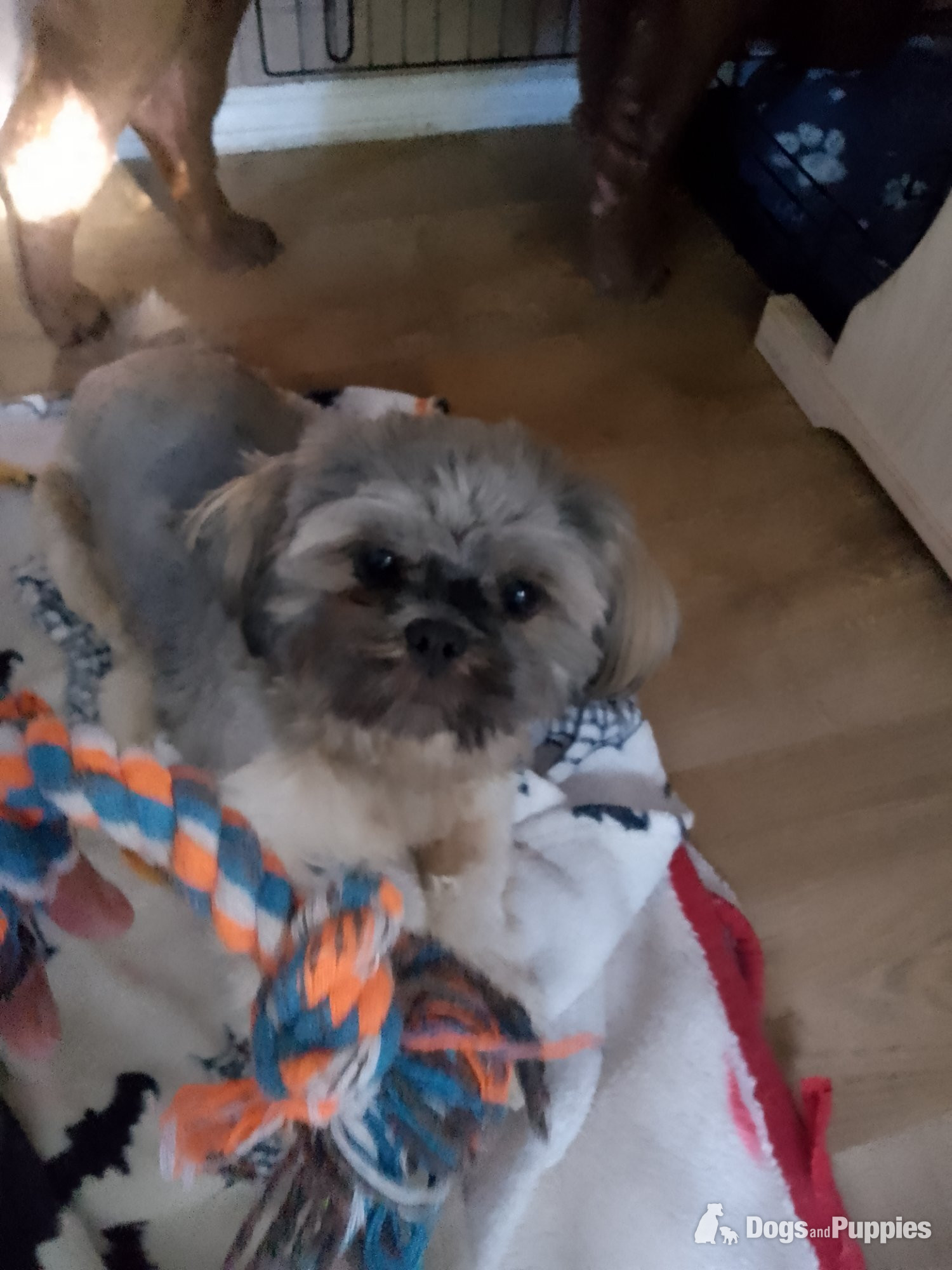 Gorgeous shihtzhu puppy in {LOCATION}