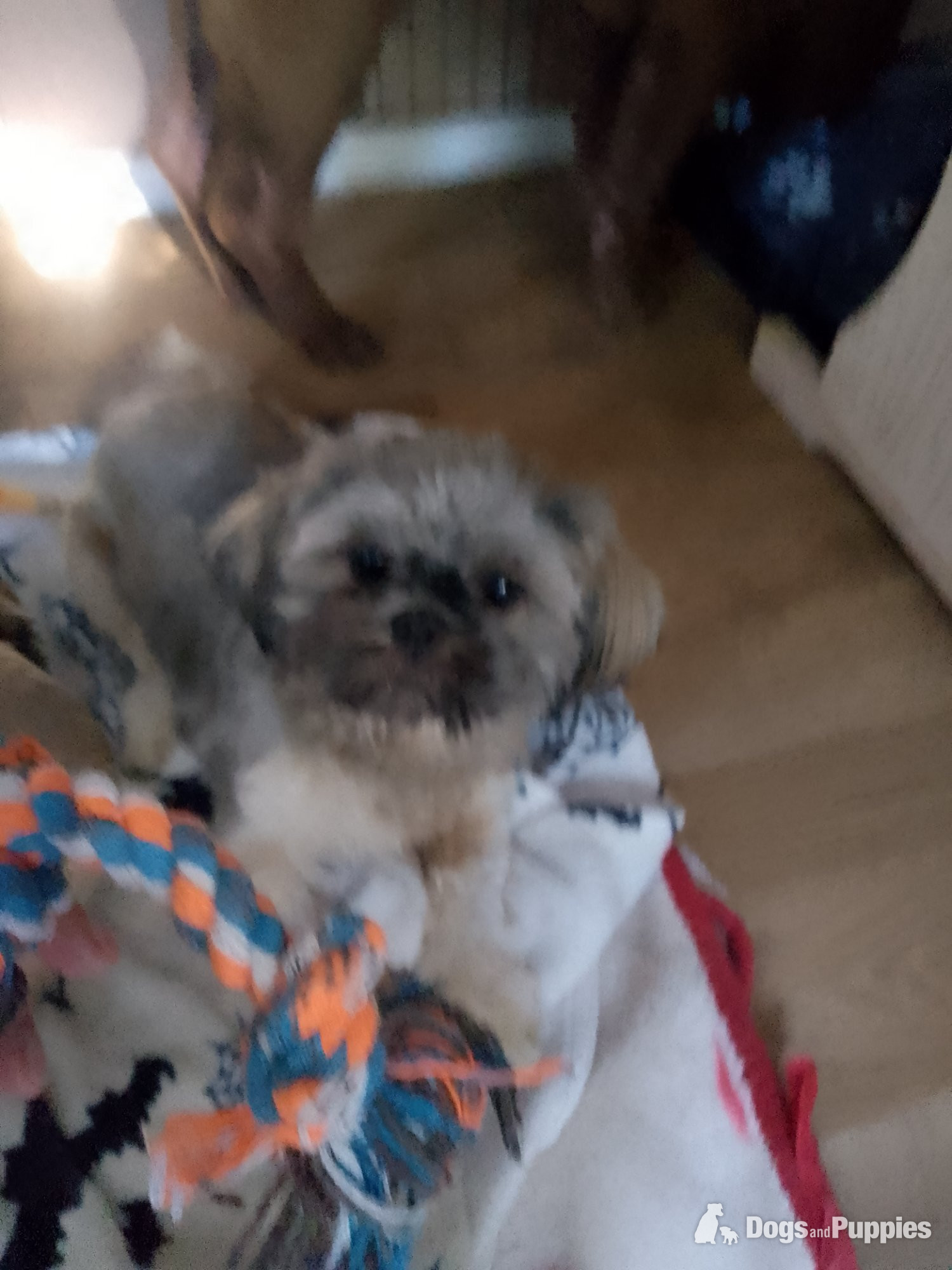 Shih Tzu - Gorgeous shihtzhu puppy