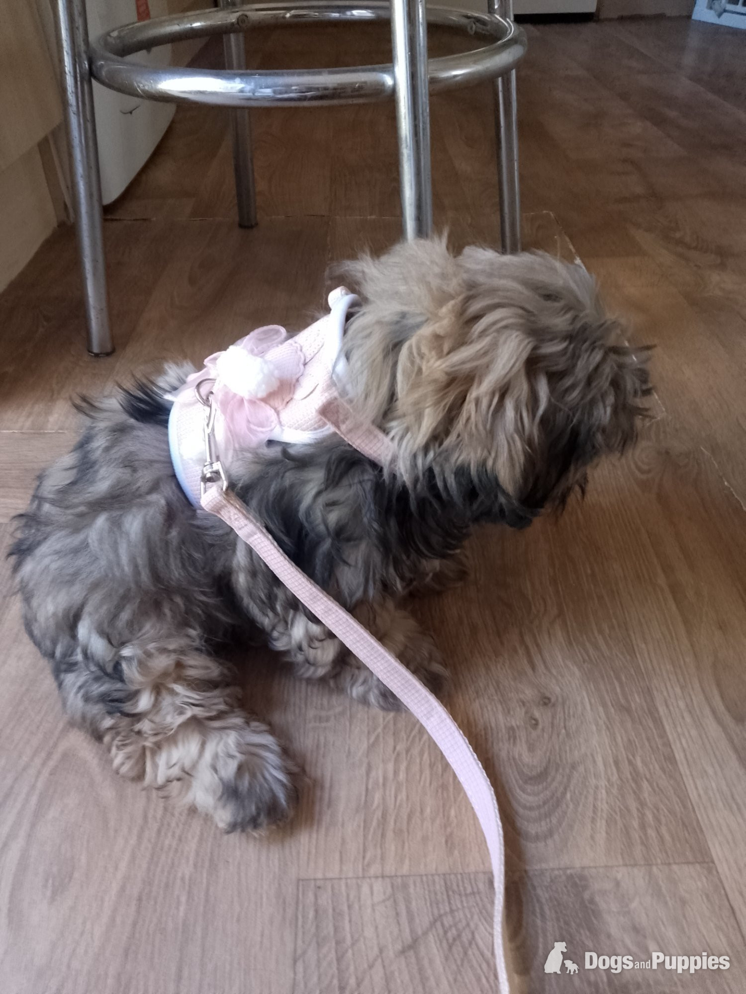 Shih Tzu Puppies