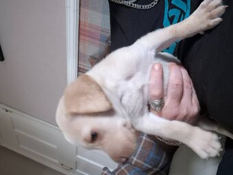 Labrador retriever puppy