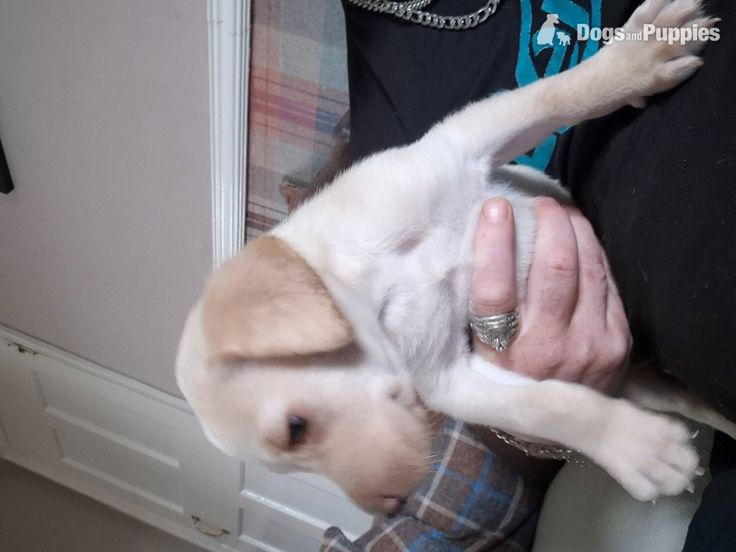 Labrador retriever puppy in {LOCATION}