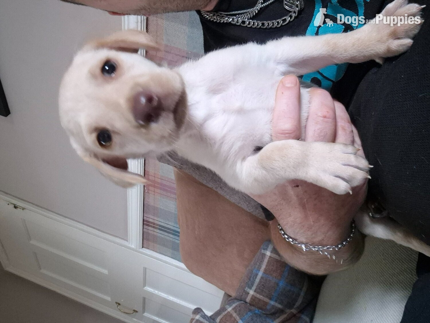 Labrador