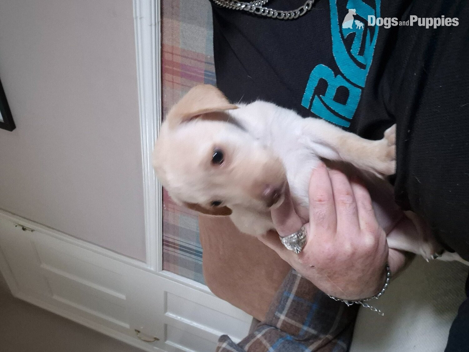 Labrador Puppies
