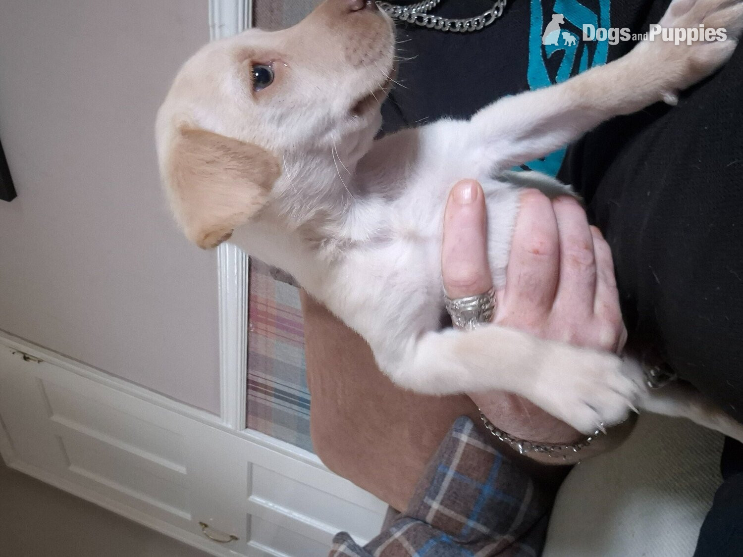 Labrador - Labrador retriever puppy