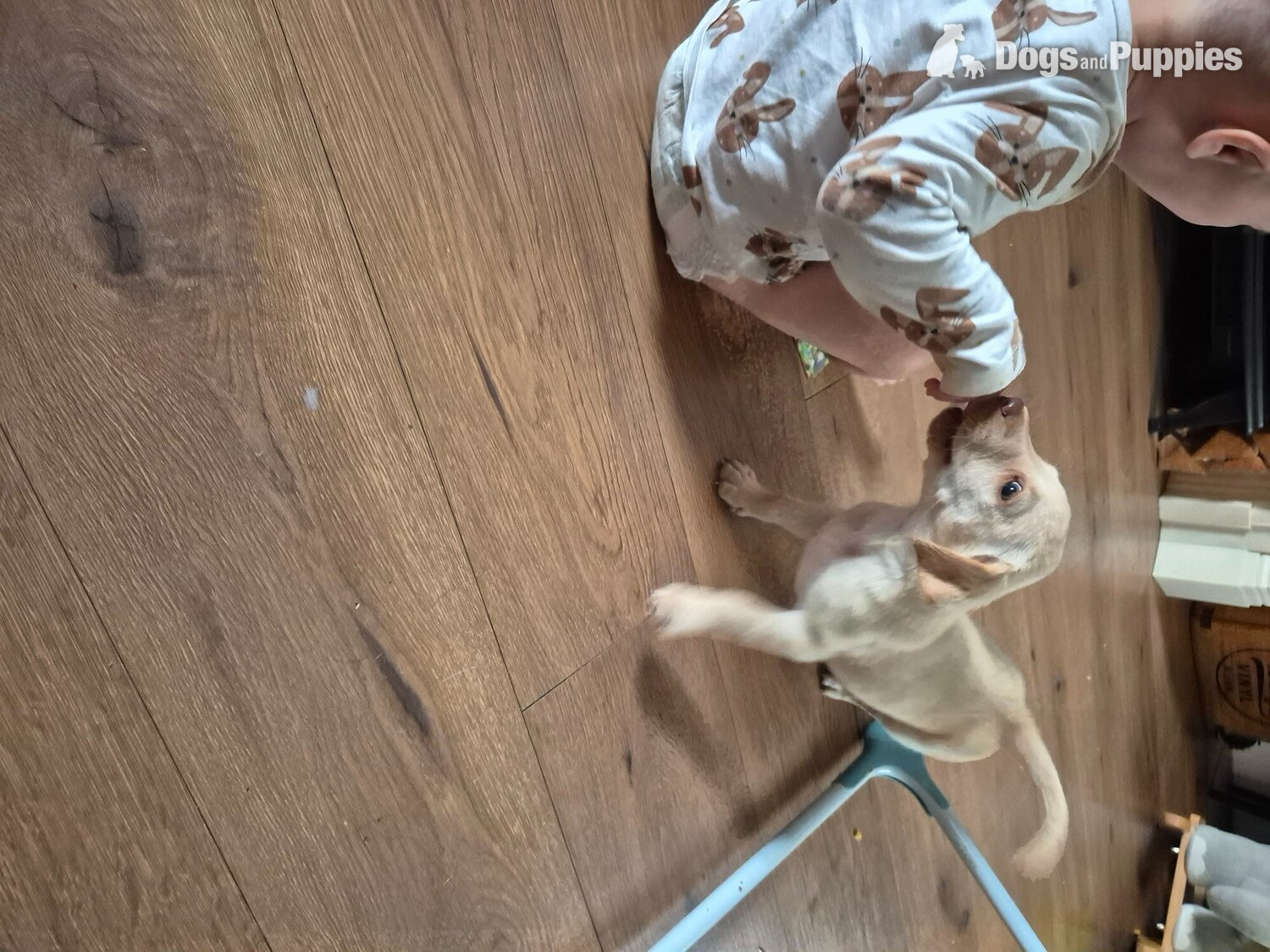 Labrador retriever puppy - Labrador