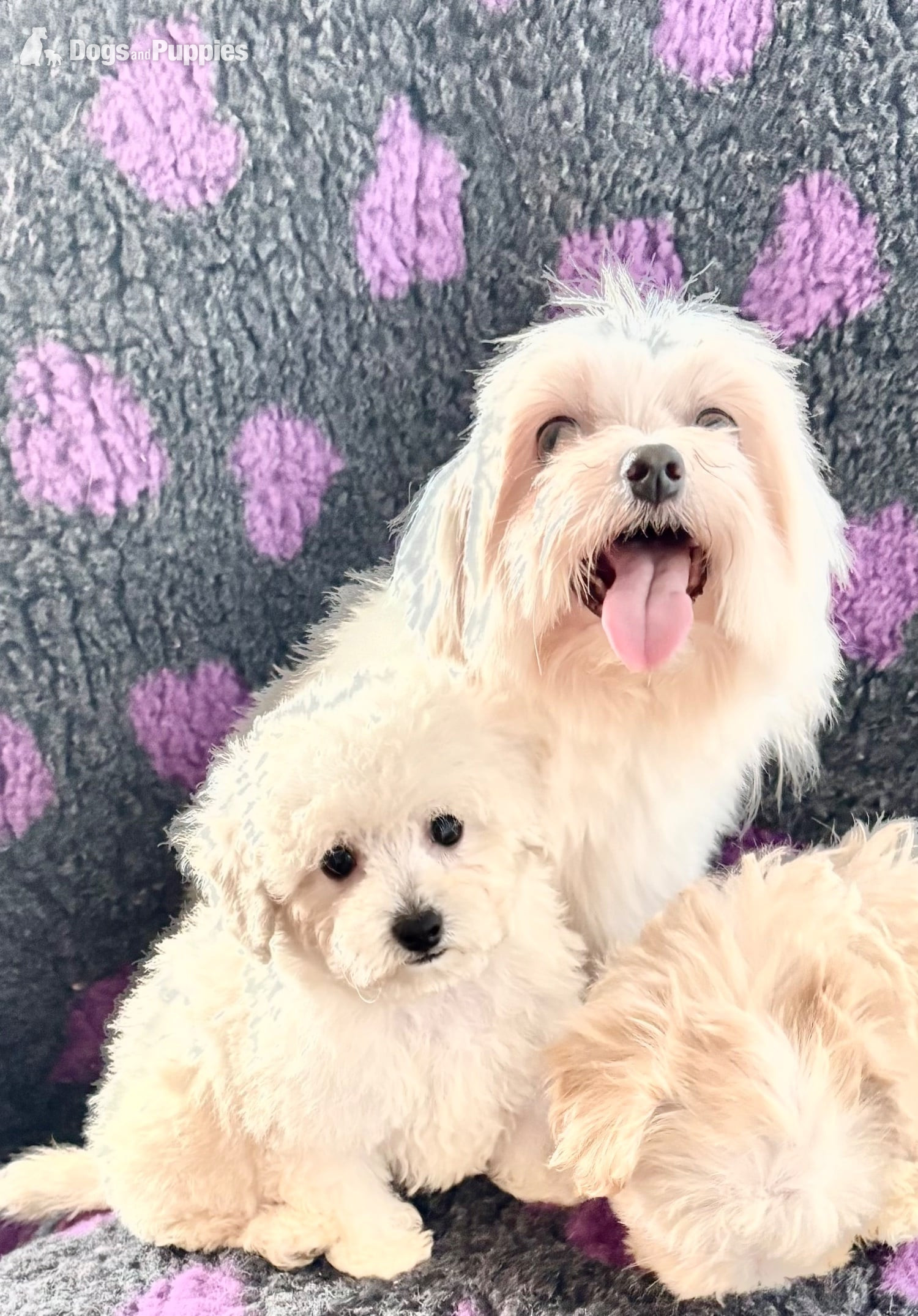 Maltipoo maltese x poodle small toy puppy  in {LOCATION}