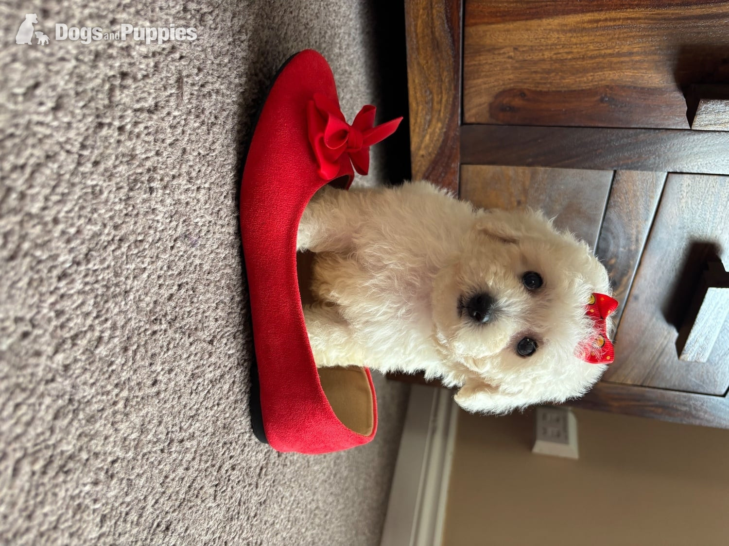 Maltipoo