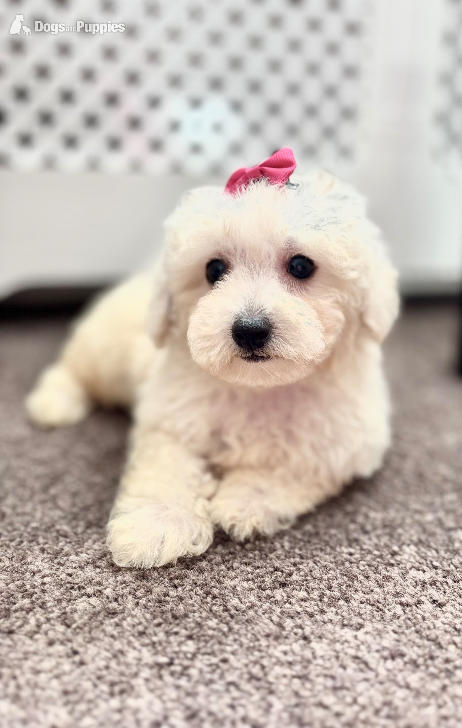 Maltipoo Puppies