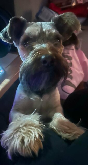 Dexter 2 and a half