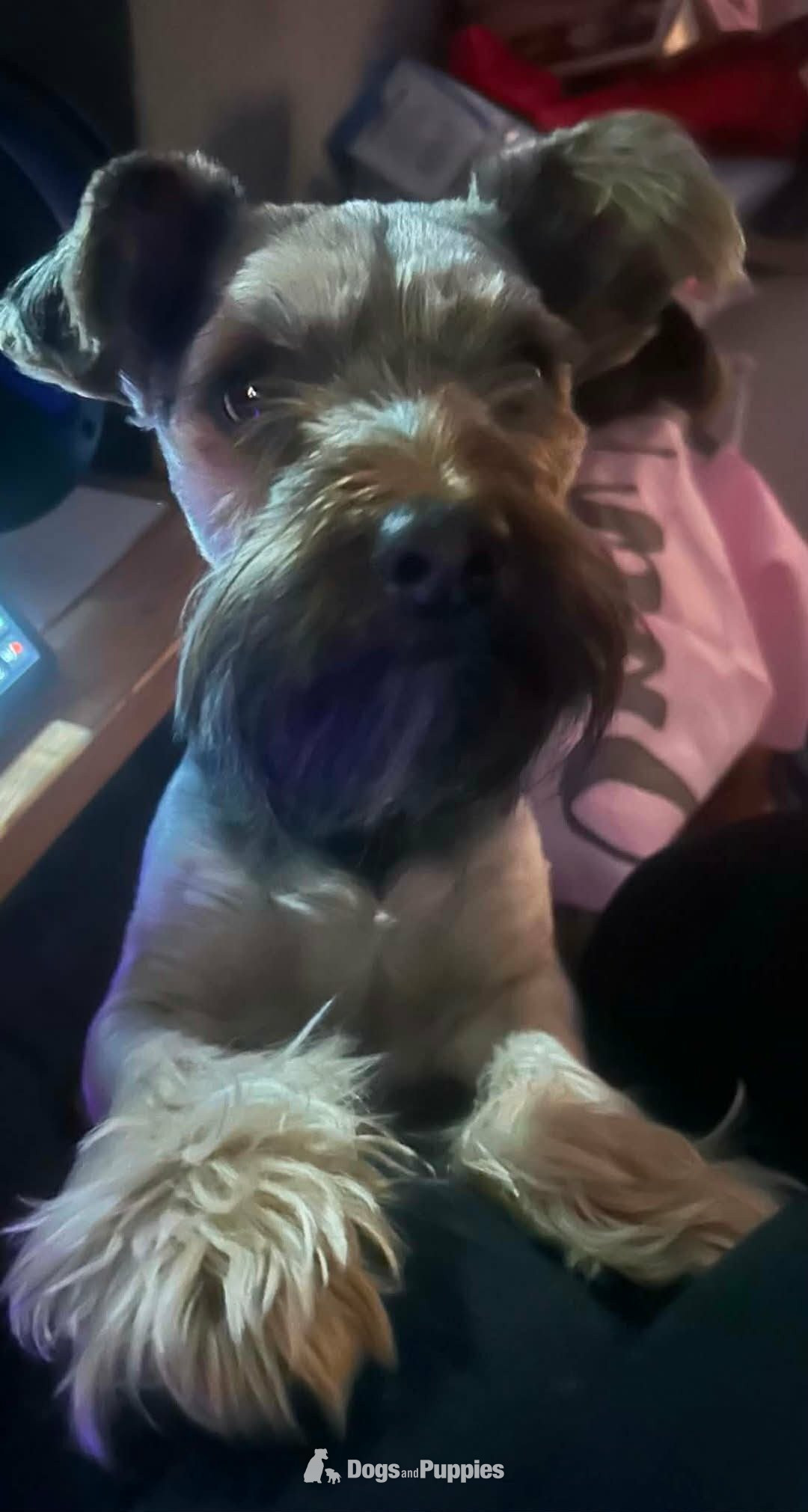 Yorkshire terrier, Dexter 2 and a half in {LOCATION}