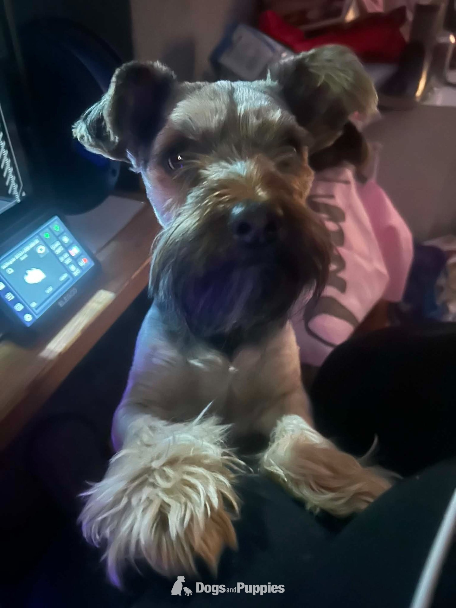 Yorkshire Terrier