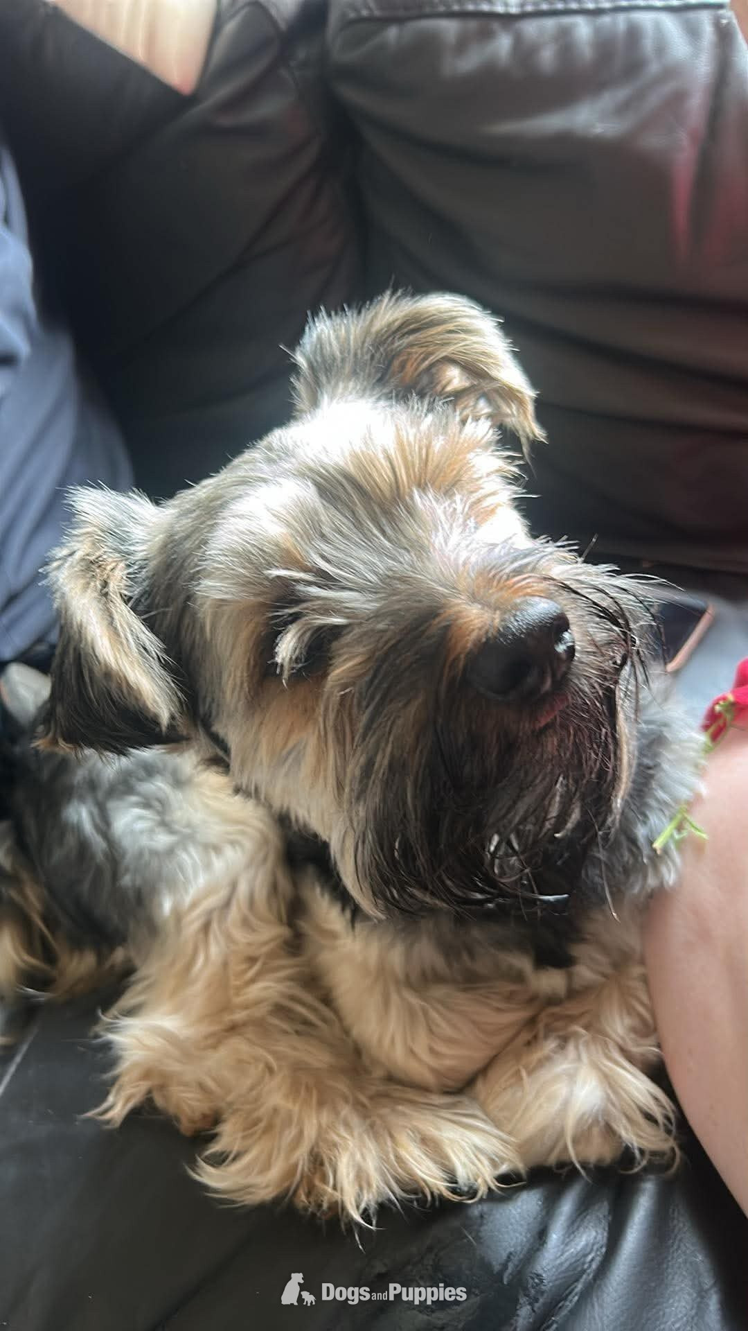 Yorkshire Terrier Puppies