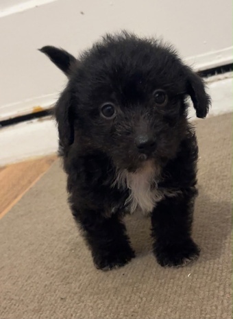 Toy Jackapoo needs to be rehomed by 24th