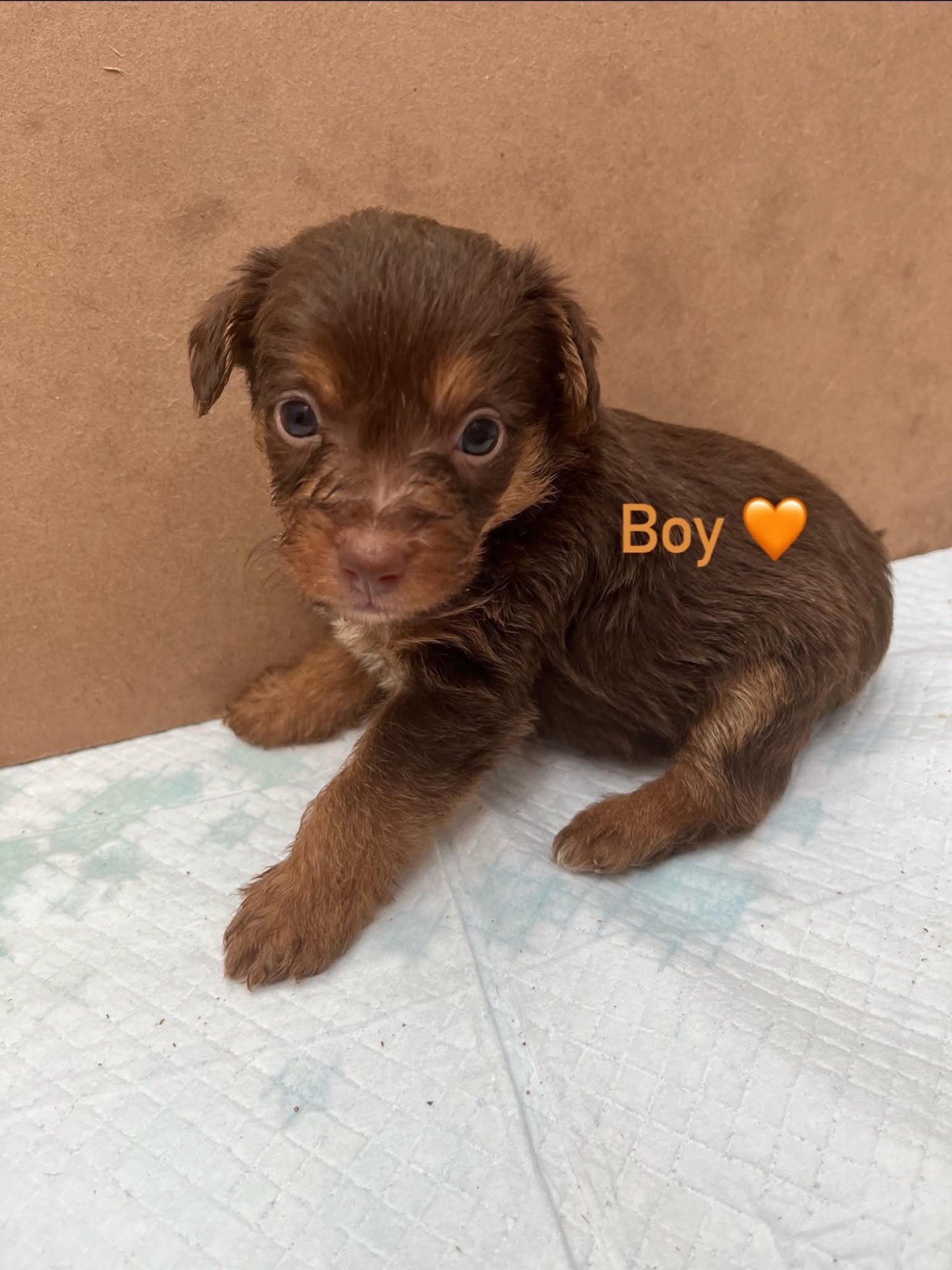Jackapoo Puppies