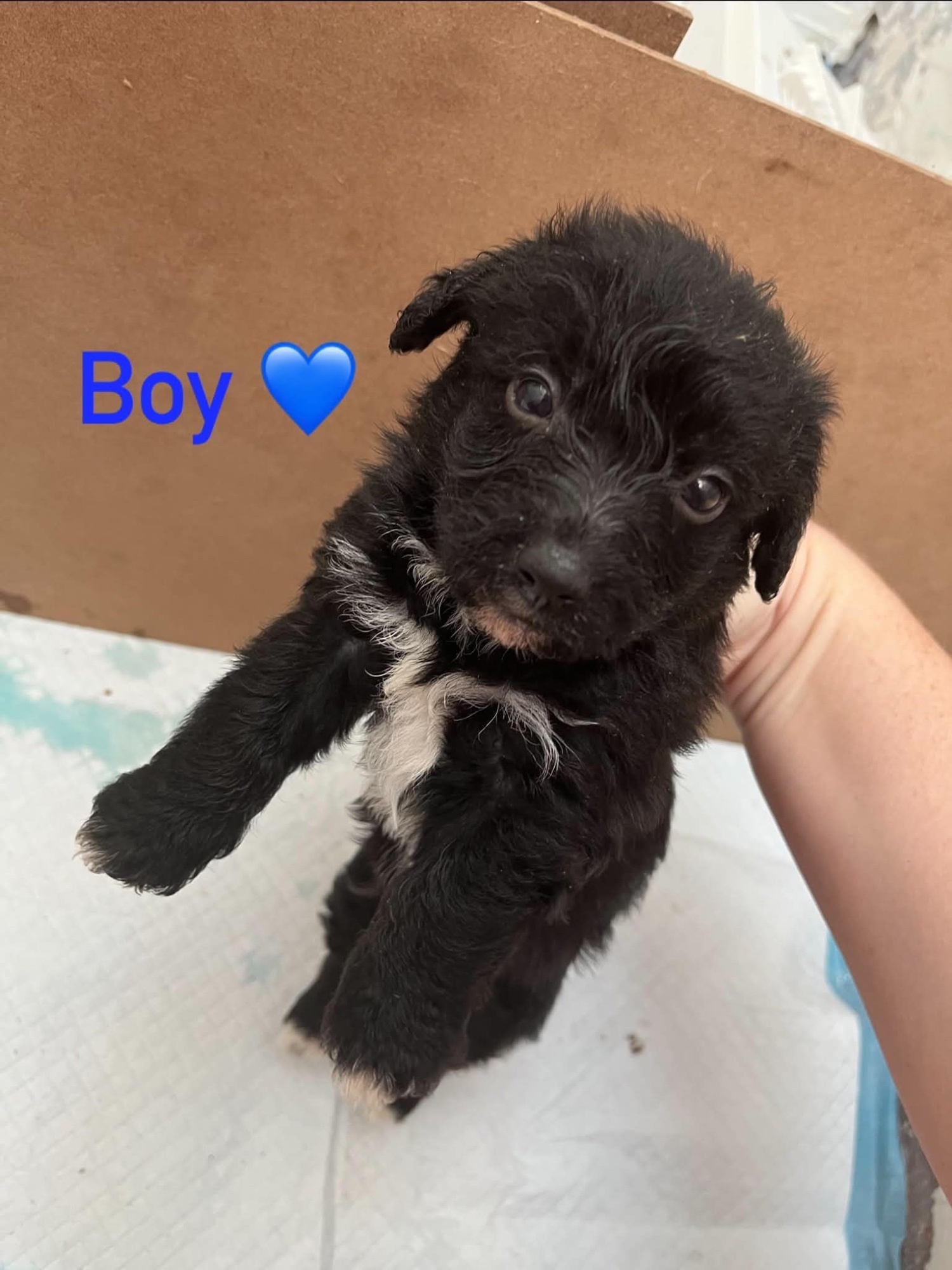 Jackapoo Puppies