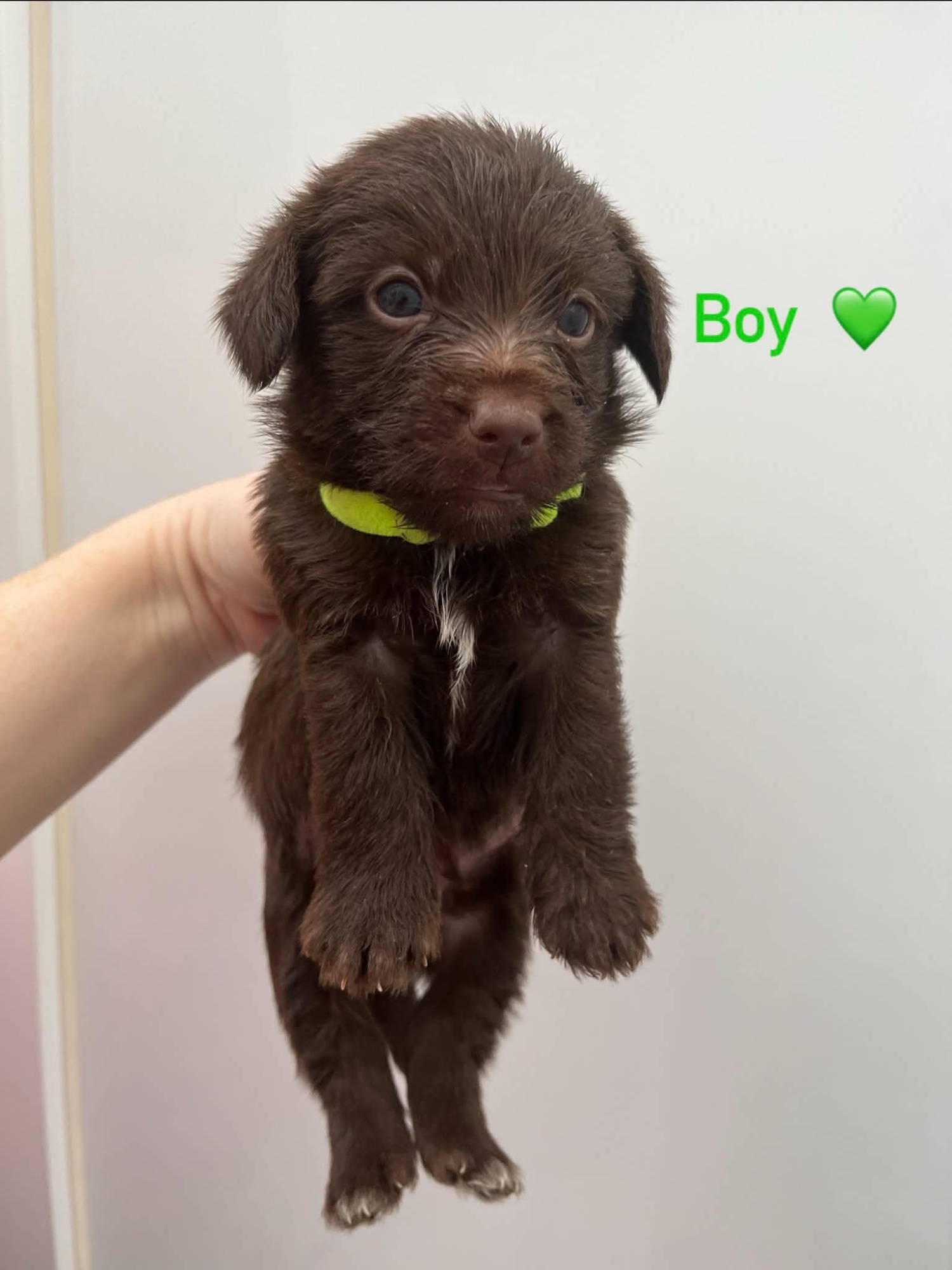 Jackapoo - Beautiful Toy Jackapoo Puppies 1 Girl & 3 Boys