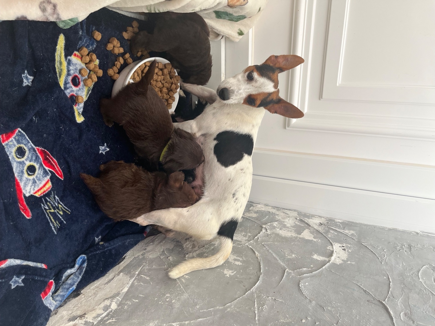Beautiful Toy Jackapoo Puppies 1 Girl & 3 Boys - Jackapoo