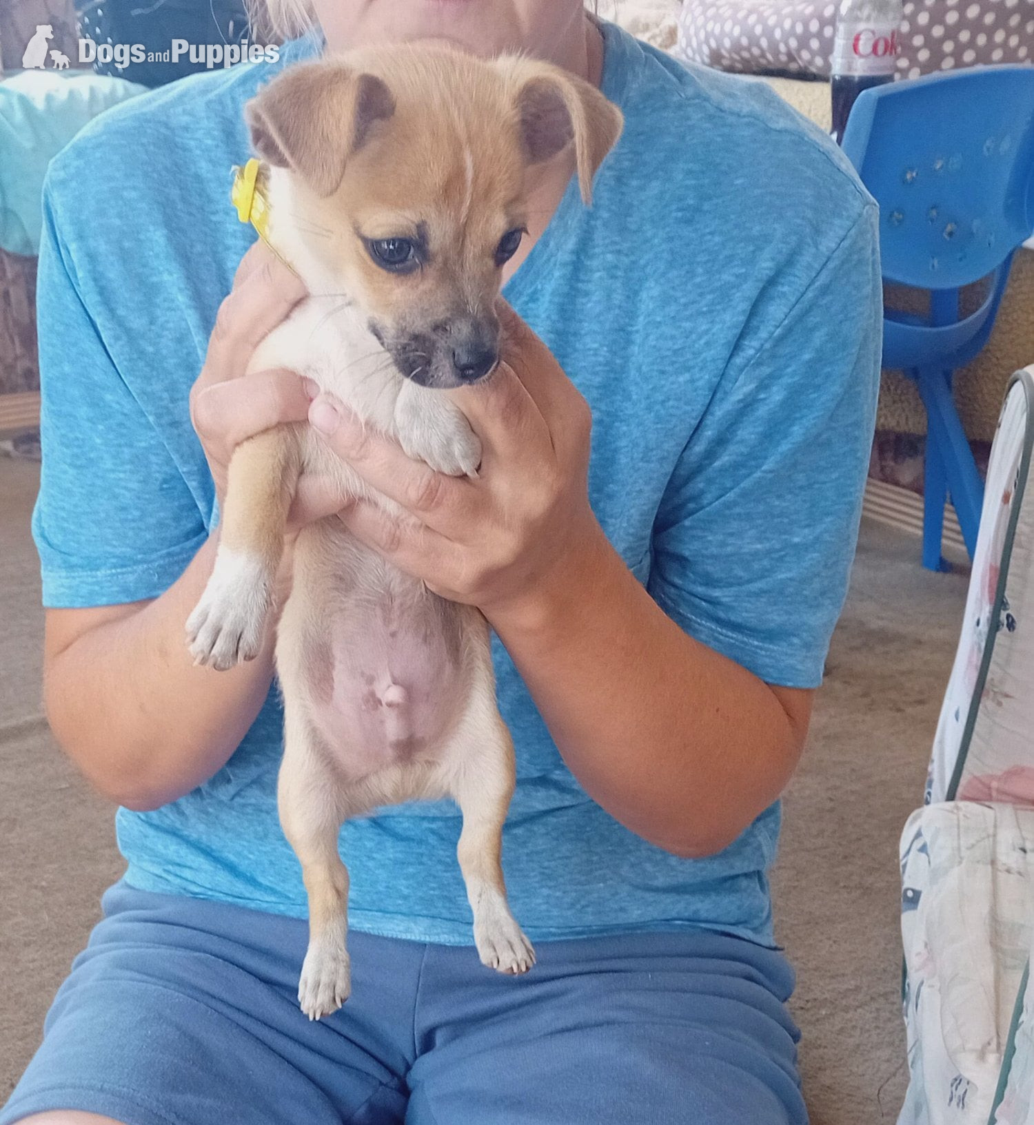 Brown and white male puppy in {LOCATION}