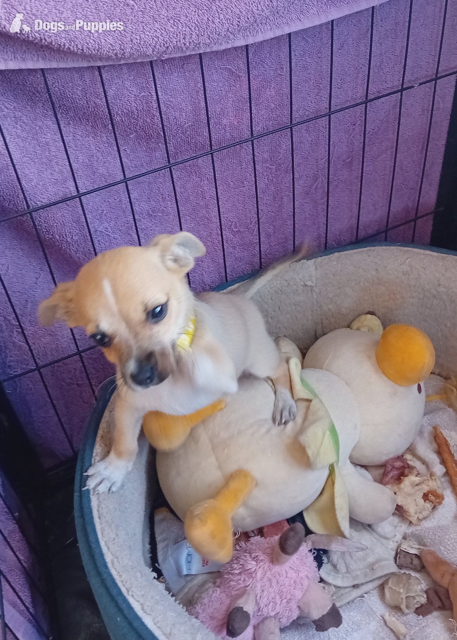 Brown and white male puppy - Other Breed