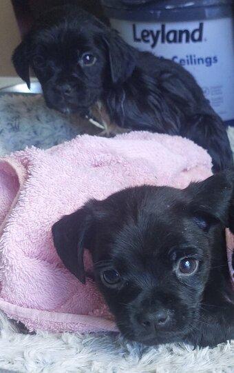 Pug / staff pups