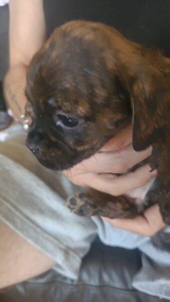 Pug / staff pups