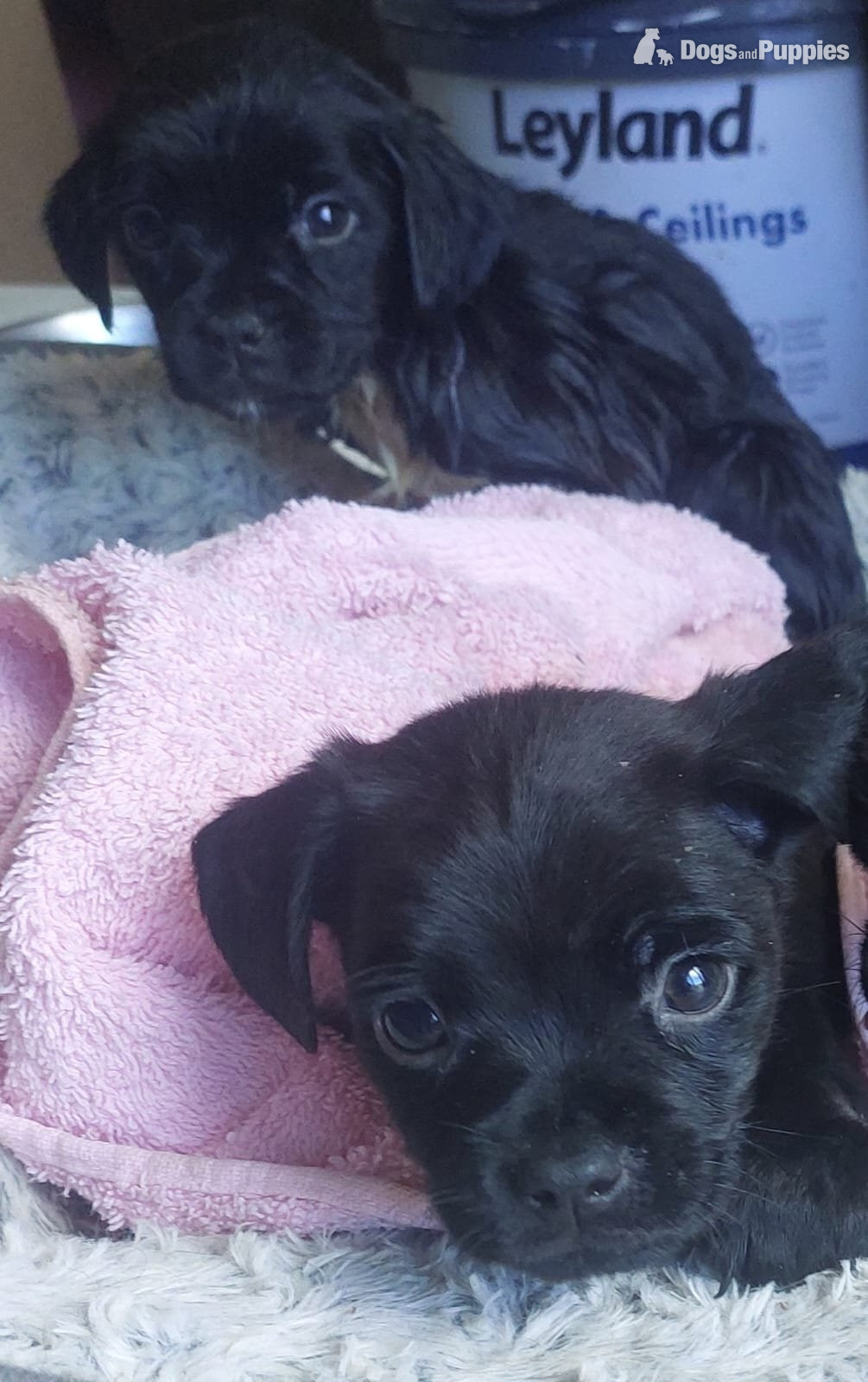 Pug / staff pups in {LOCATION}