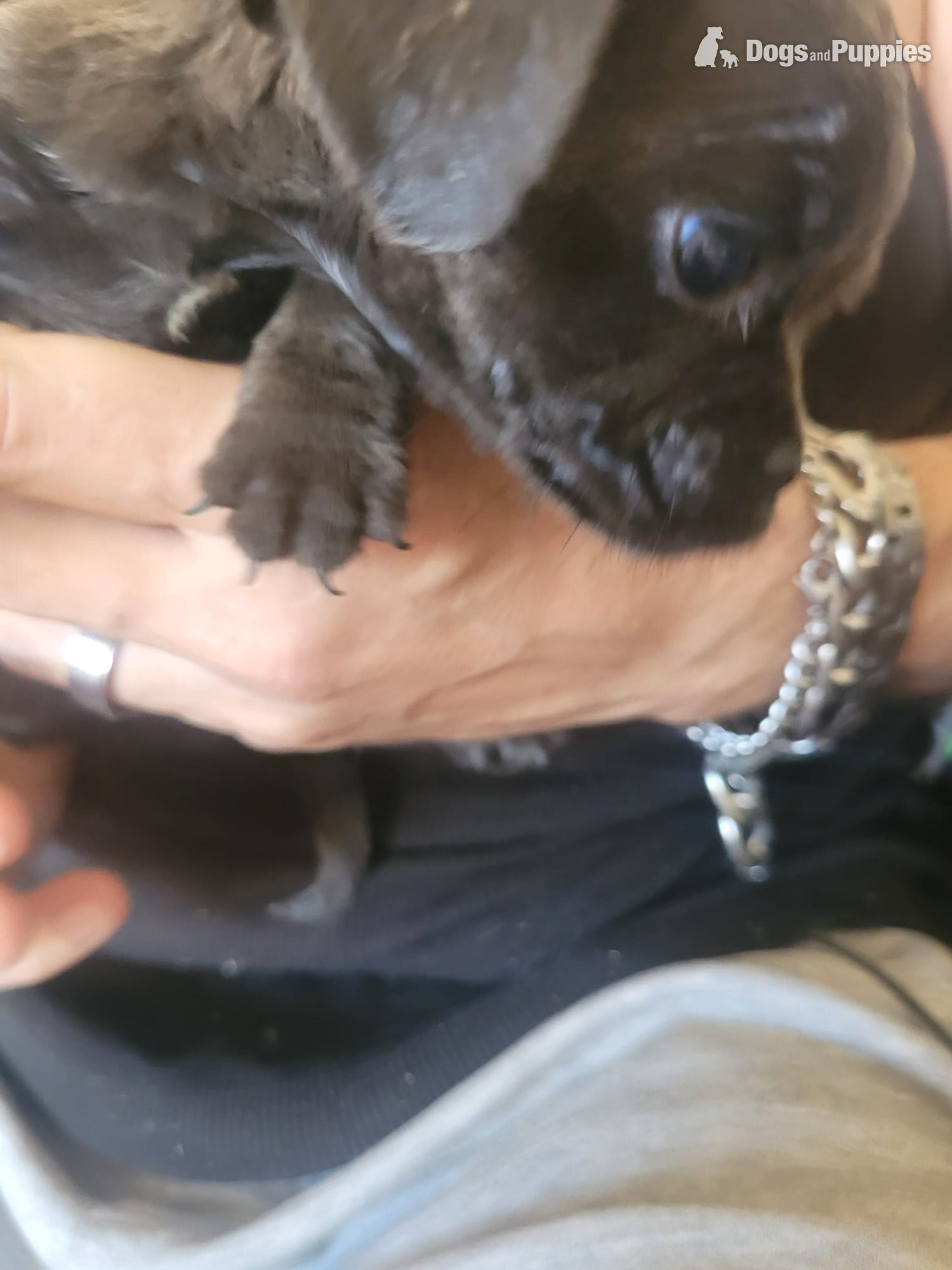 Pug