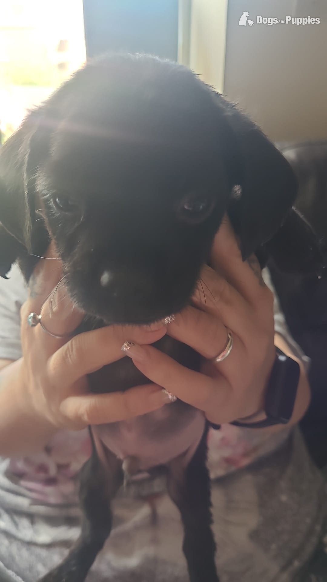 Pug - Pug / staff pups