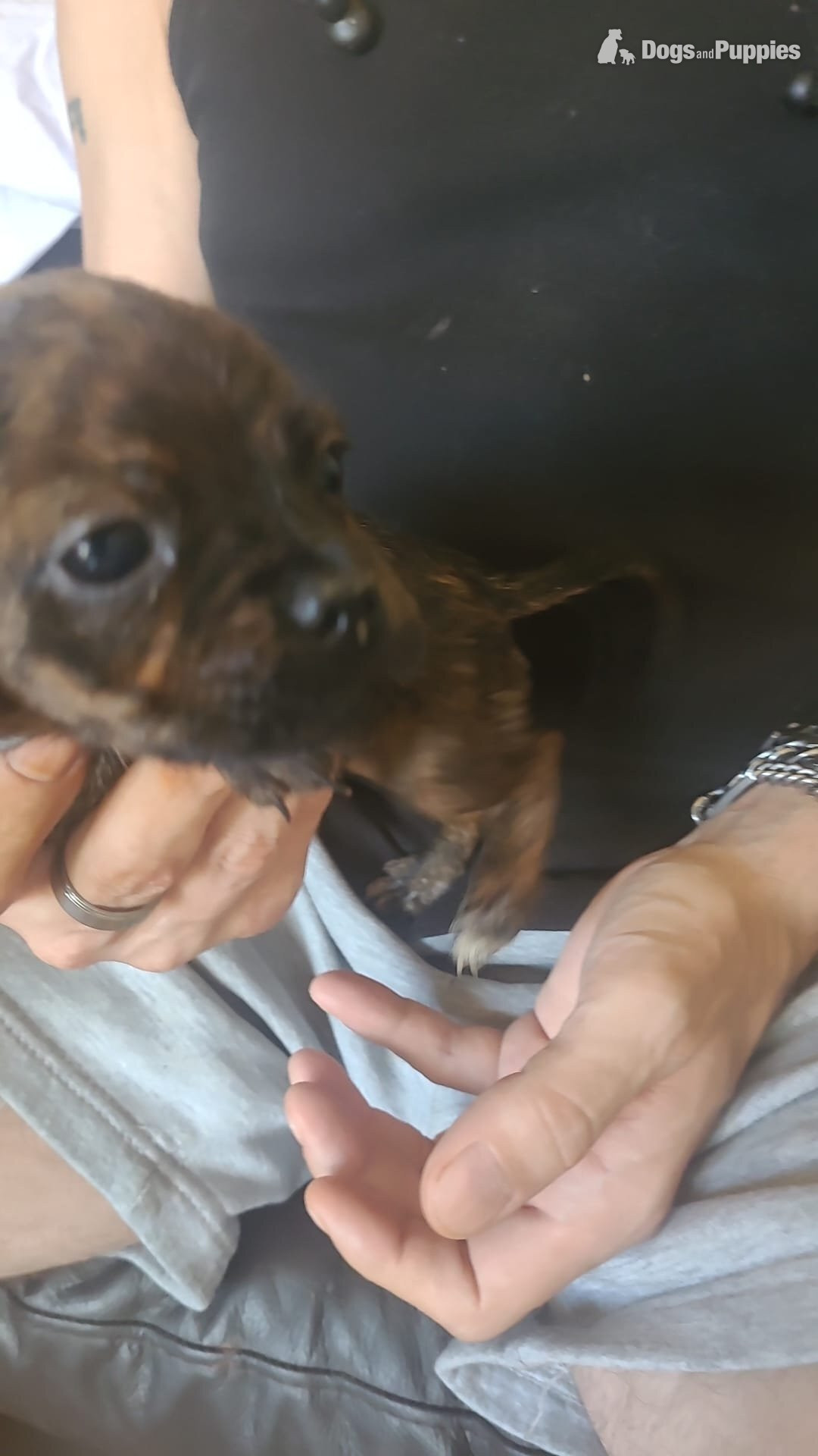 Pug / staff pups - Pug