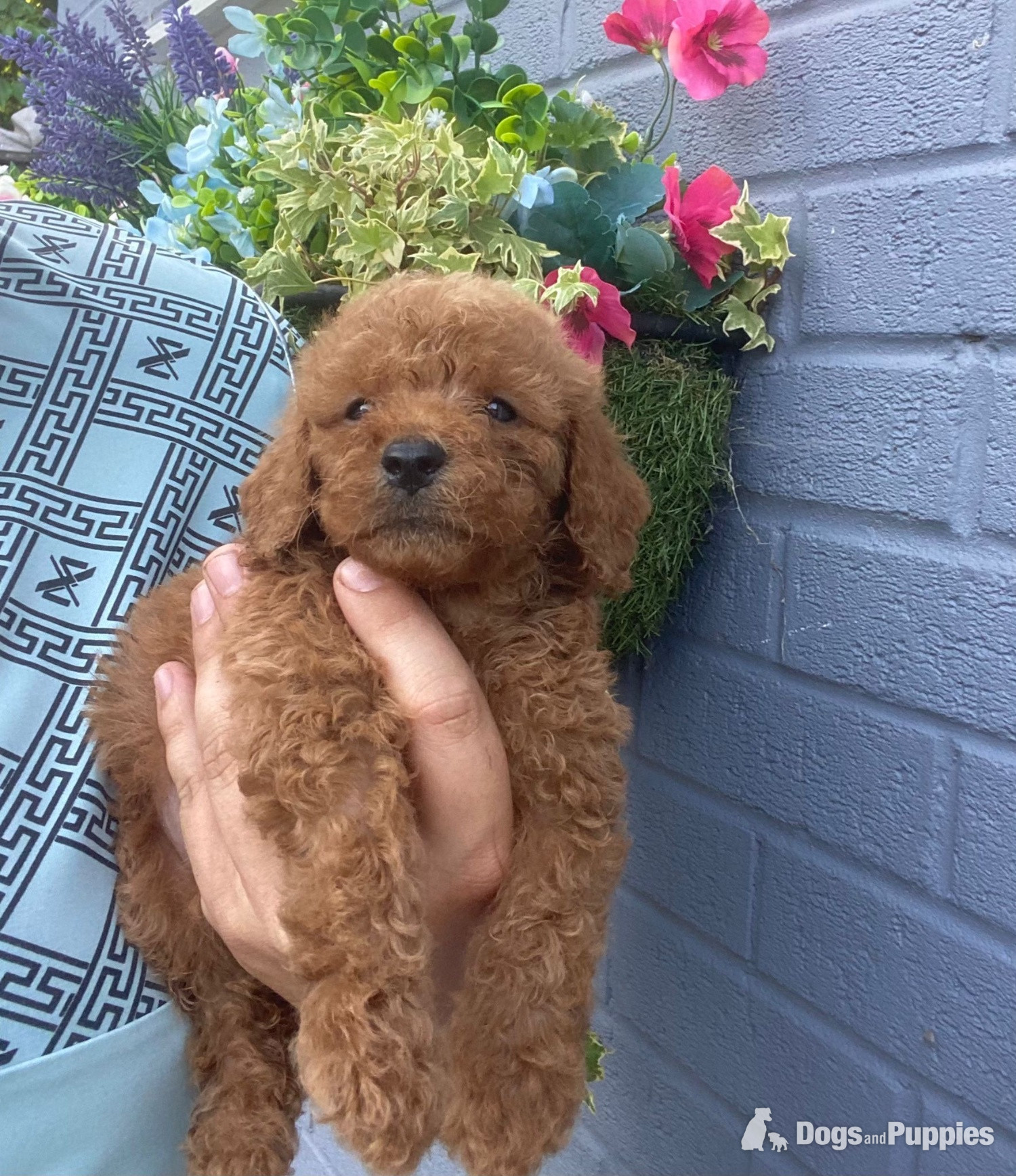 F1 cockapoo puppies in {LOCATION}