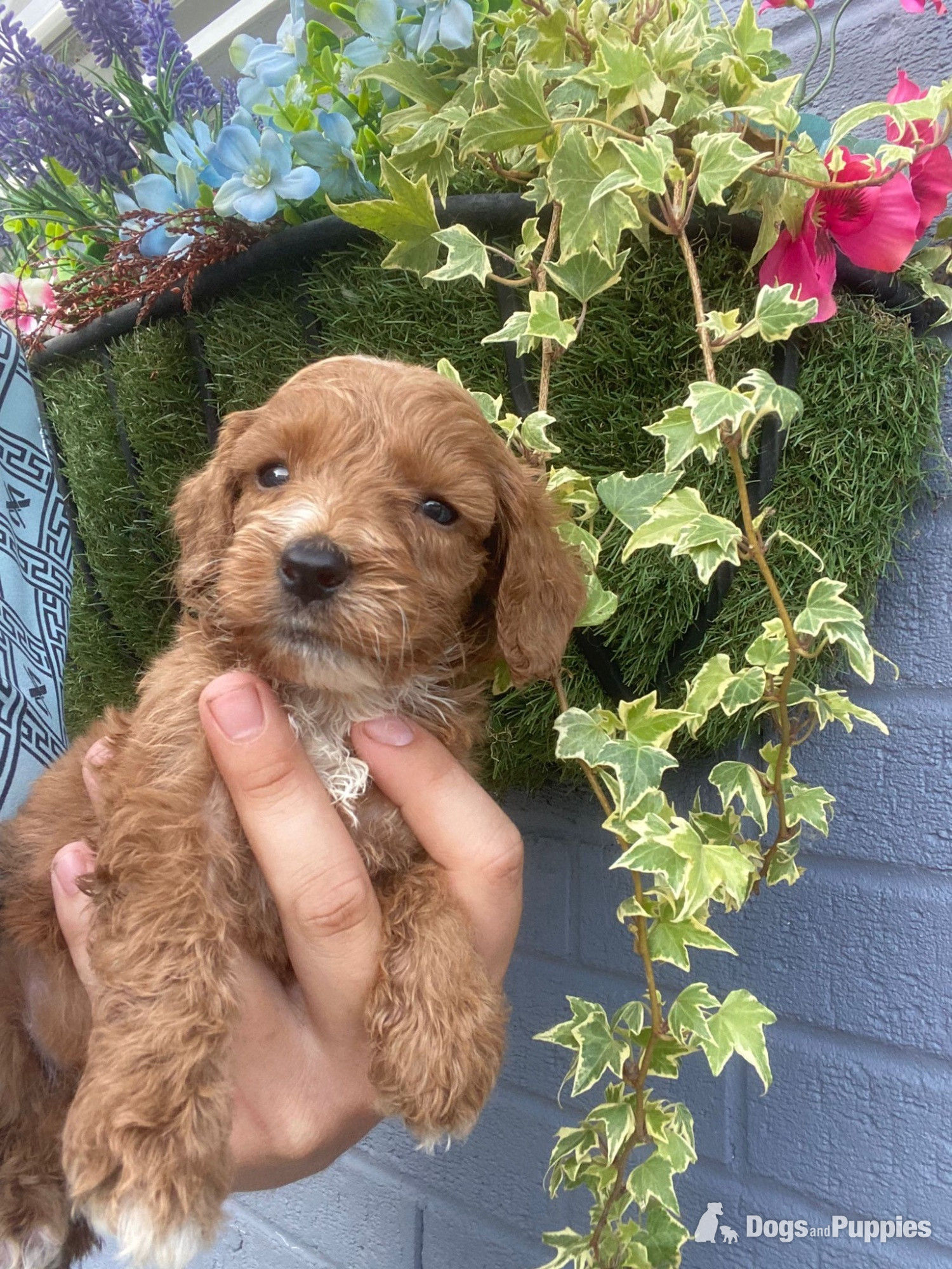 Cockapoo