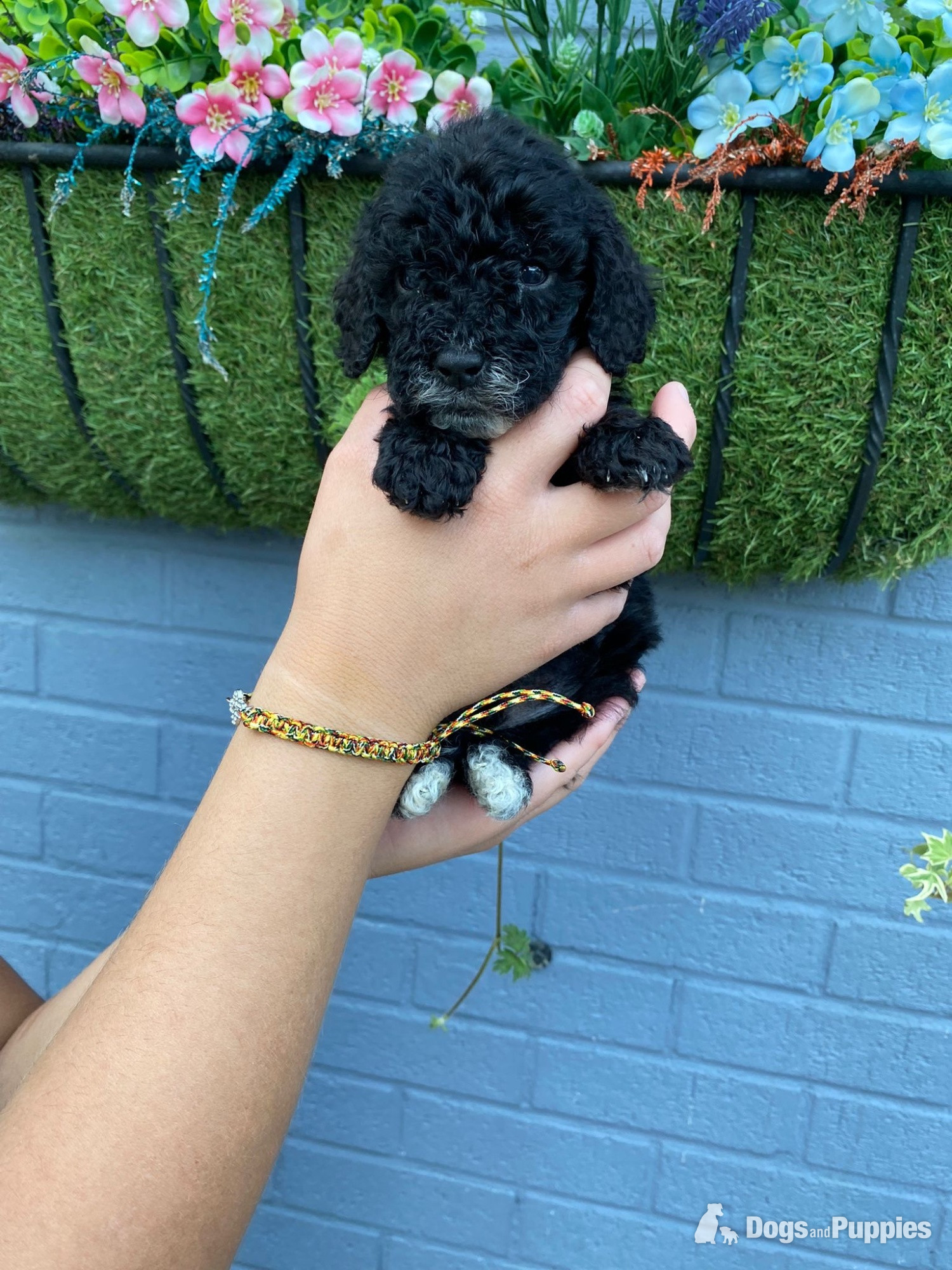 Cockapoo Puppies
