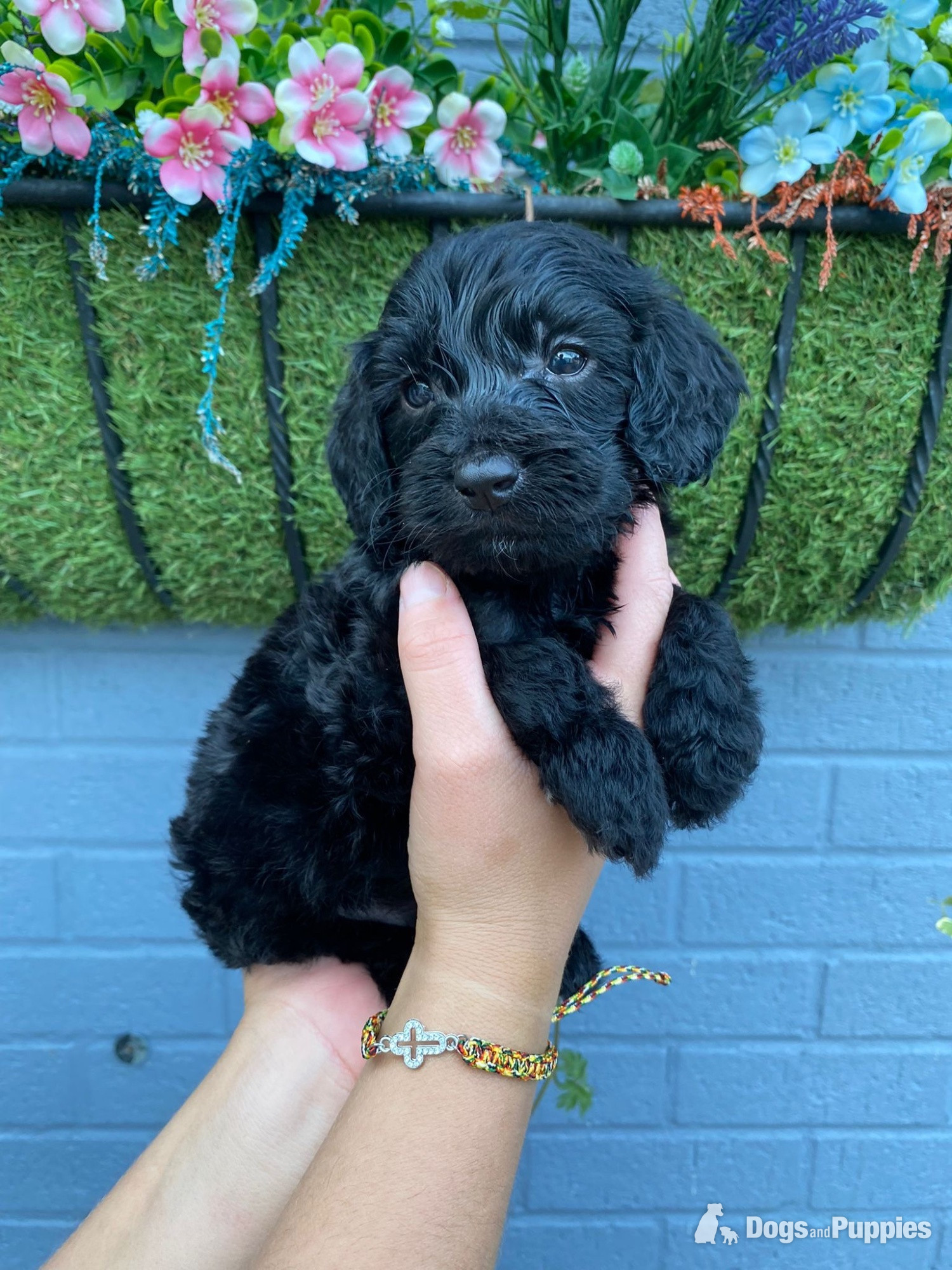 F1 cockapoo puppies - Cockapoo