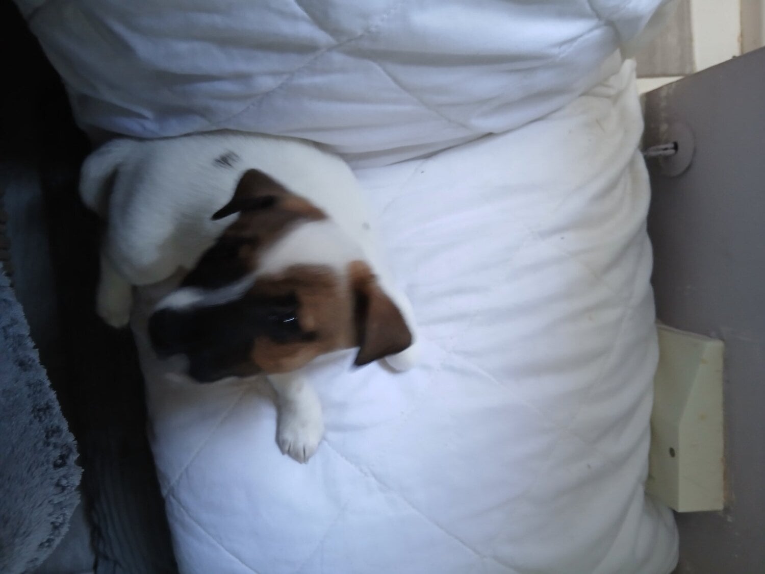 Jack Russell puppies  in {LOCATION}