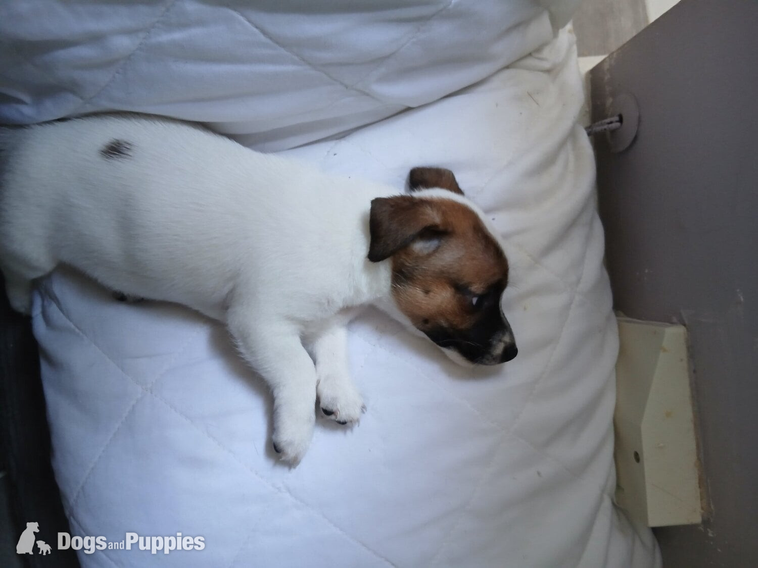 Jack Russell Terrier