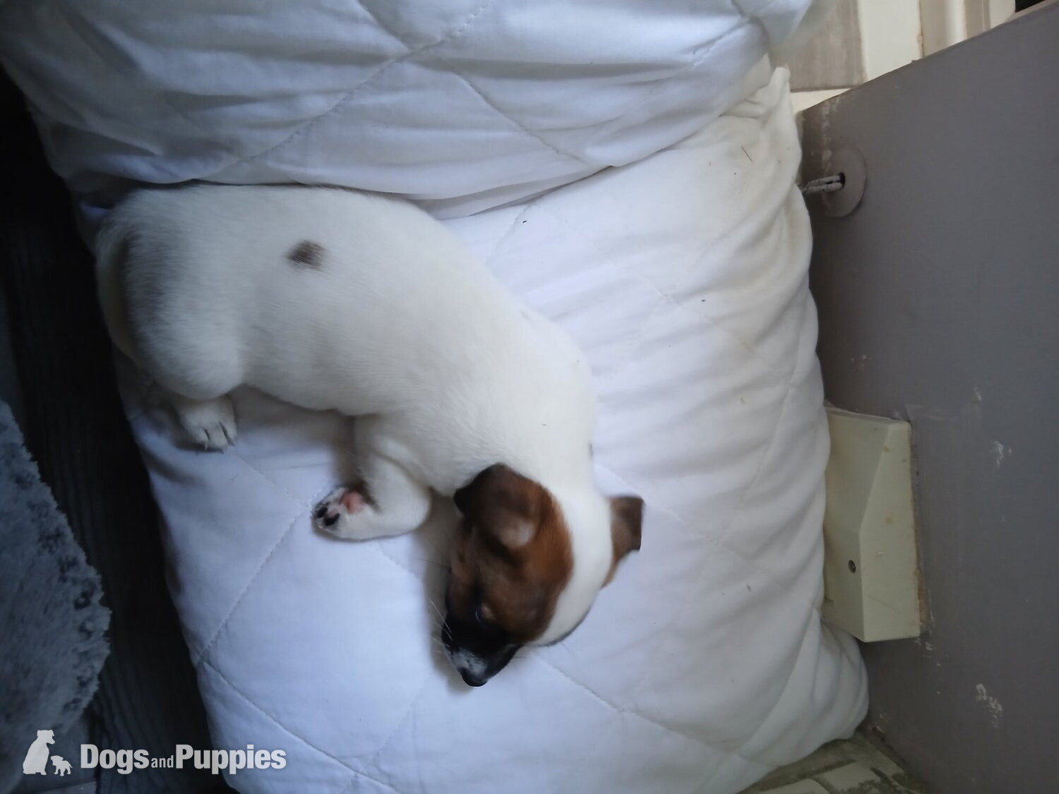 Jack Russell Terrier Puppies