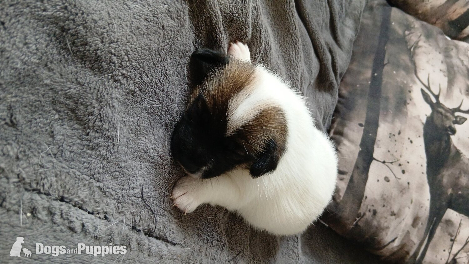 Jack Russell Terrier - Jack Russell puppies 