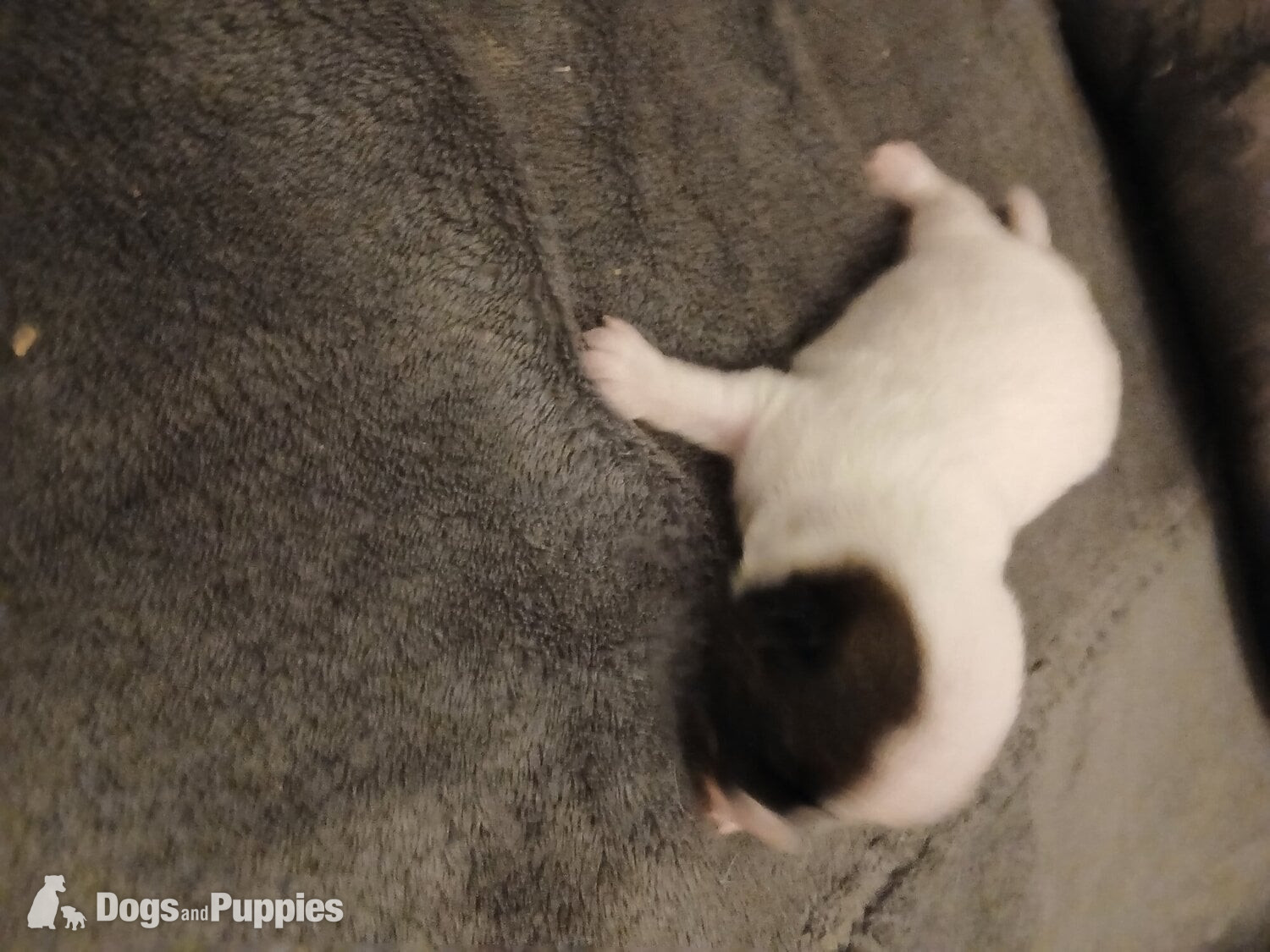 Jack Russell puppies  - Jack Russell Terrier