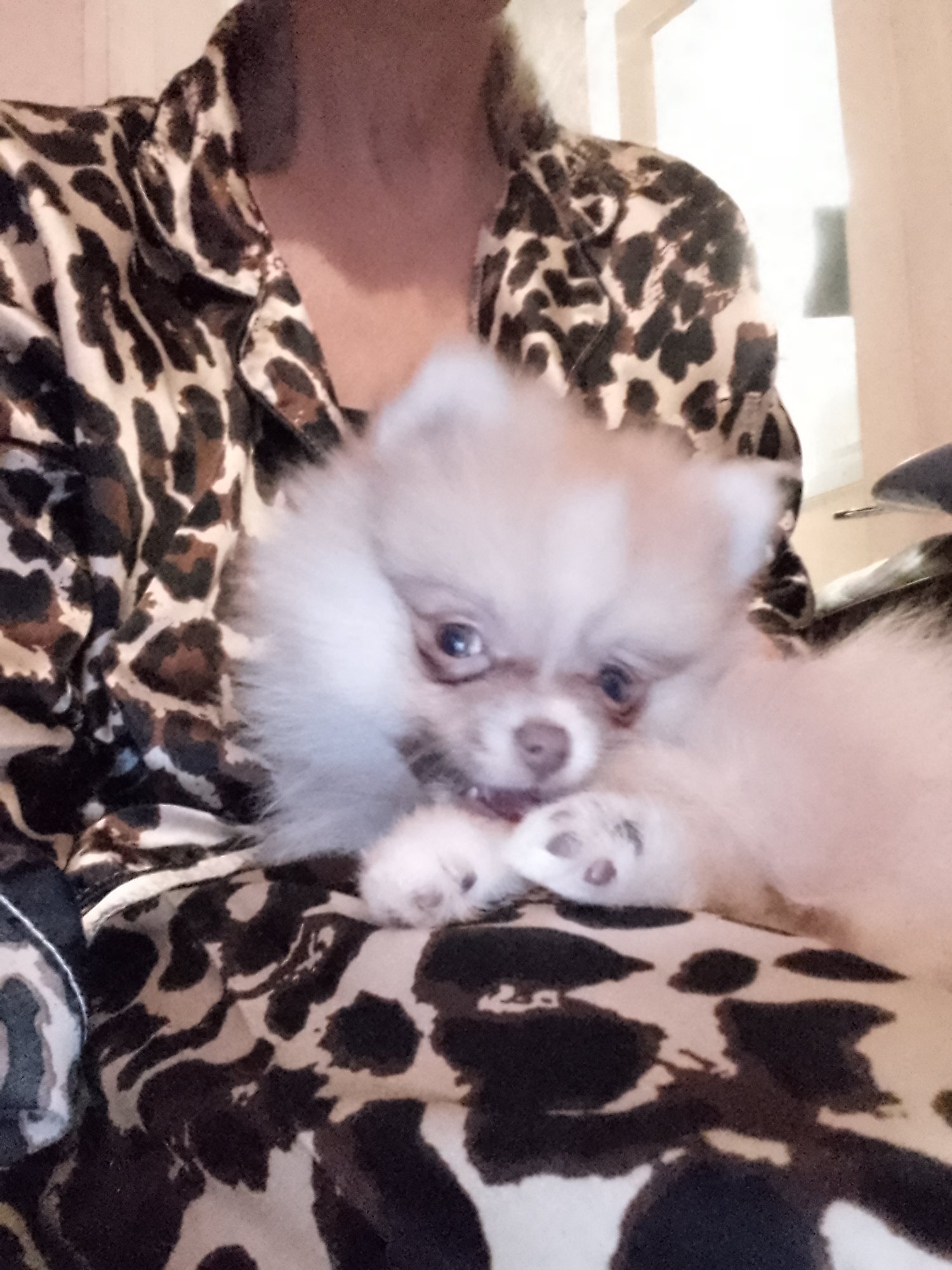 Pomeranian