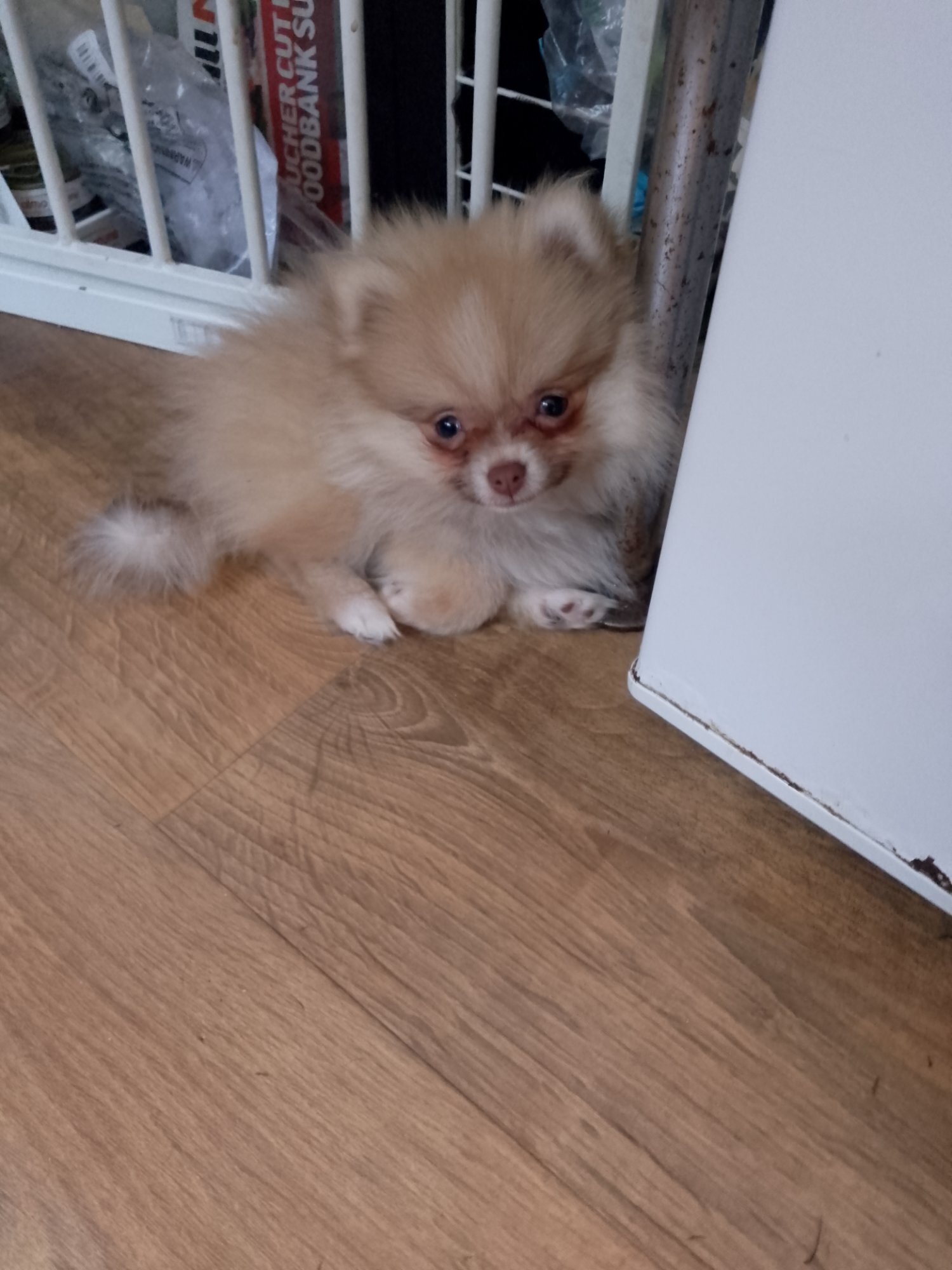 Pomeranian Puppies