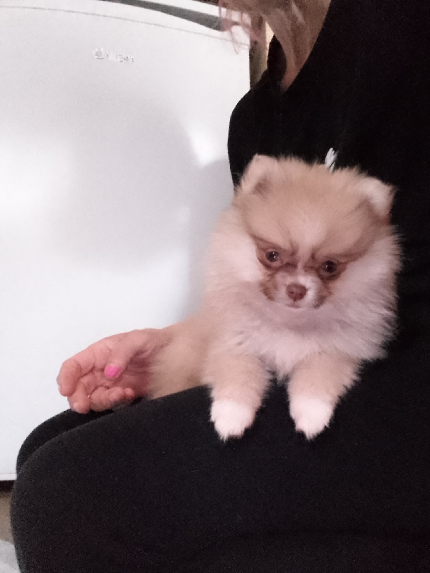 Pomeranian - Gorgeous tiny pomeranian puppy