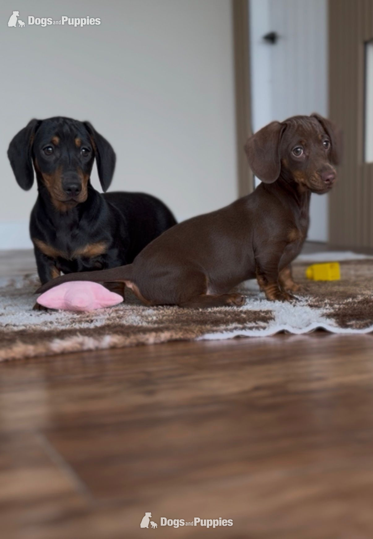  Puppies