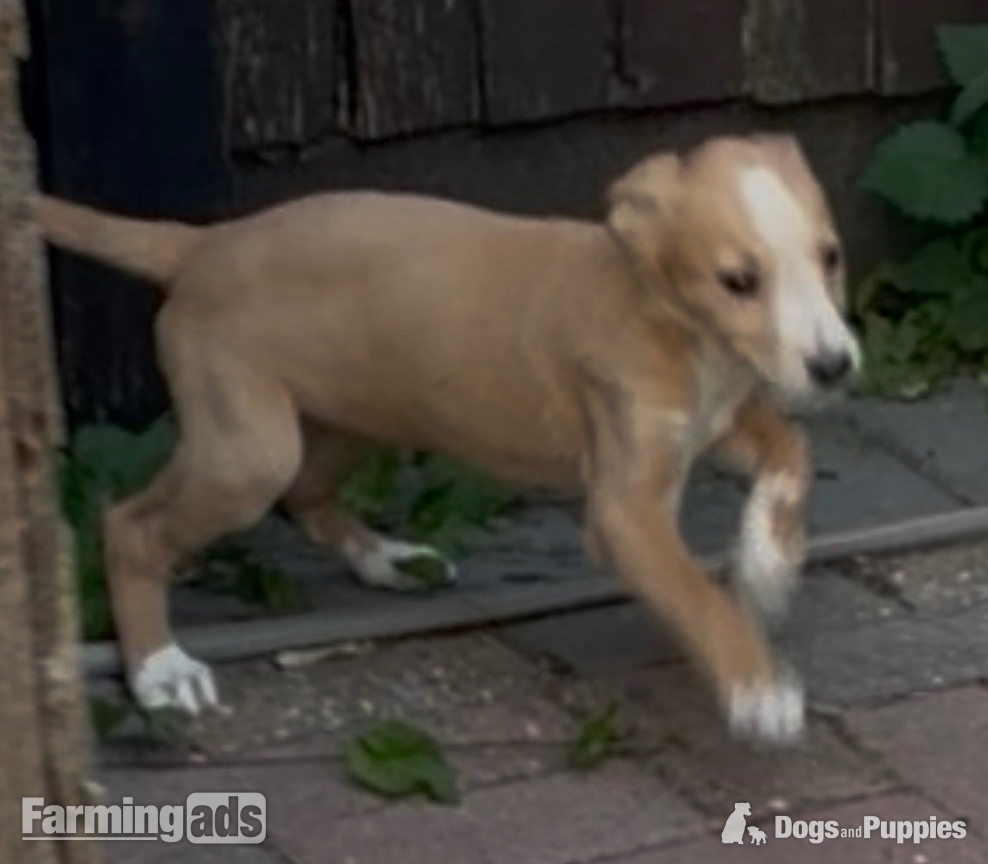 Cracking Lurcher puppies  in {LOCATION}