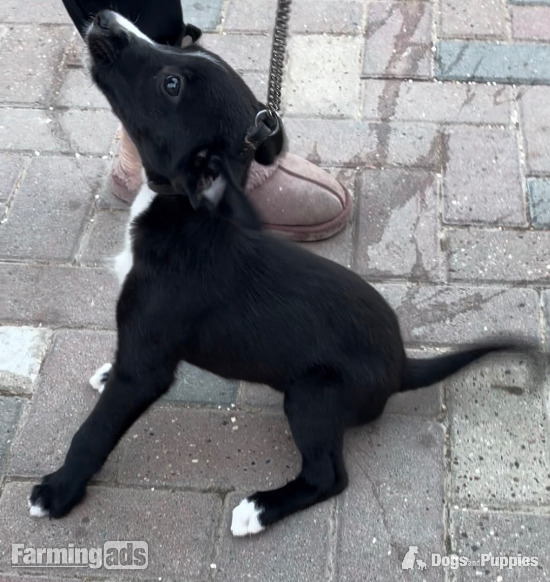  Puppies