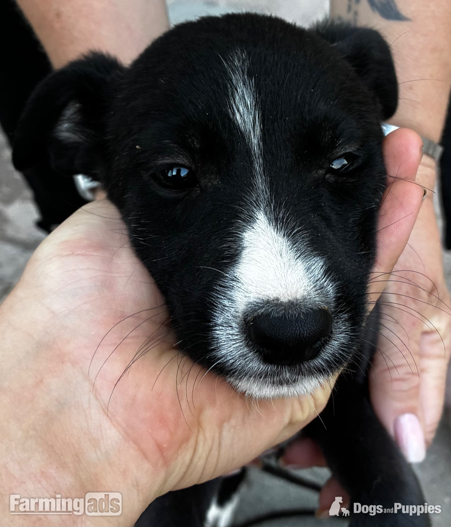 - Cracking Lurcher puppies 