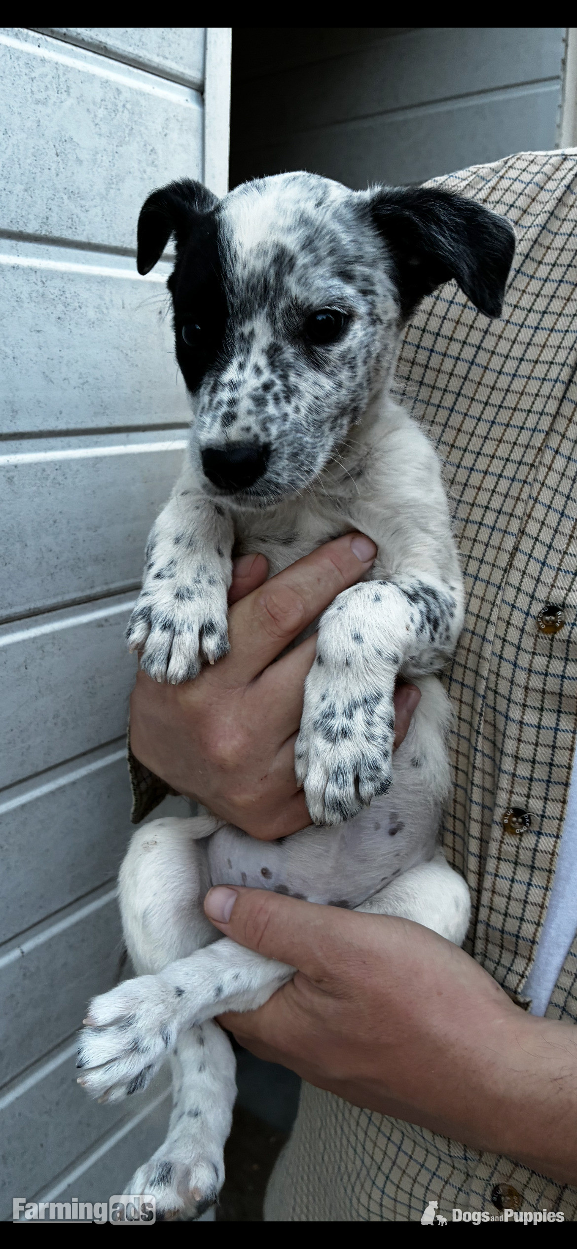 Cracking Lurcher puppies  - 