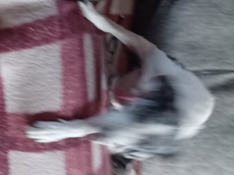 Young collie 2yr girl dog