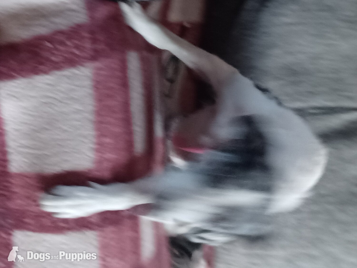 Young collie 2yr girl dog in {LOCATION}